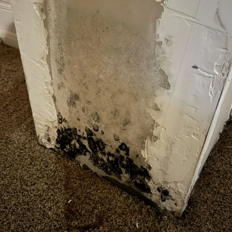 Professional Mold Removal in Collingswood, NJ